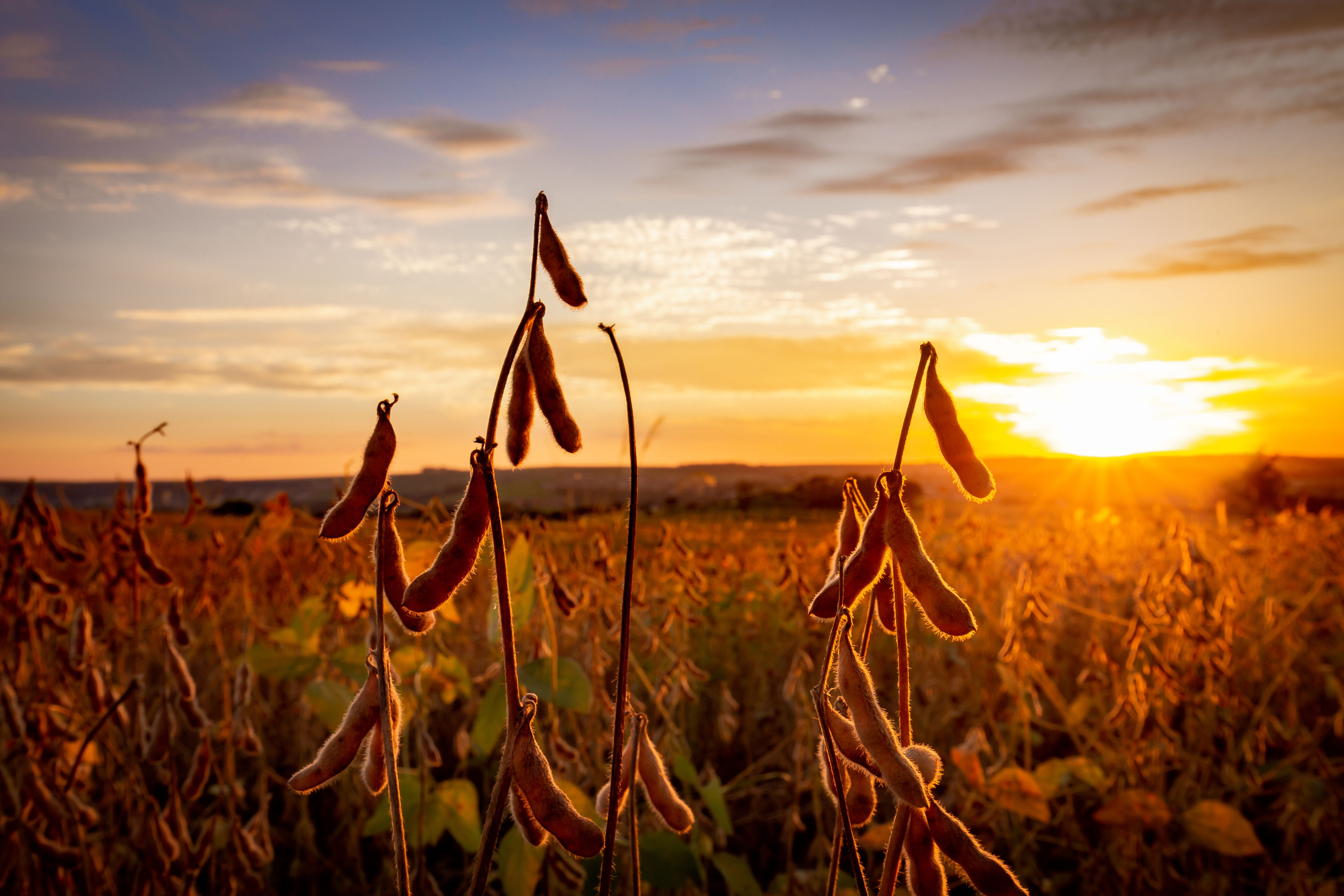 Arc™ farm intelligence monitorou 6 milhões de hectares no Brasil em 2023
